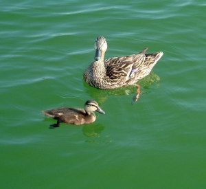 ducks