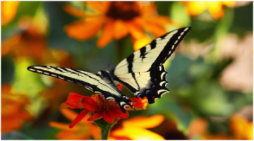 yellow and black butterfly perched upon an orange flower