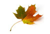 orange green fall leaf