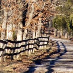 country lane with trees and a fence along the edge line during the fall