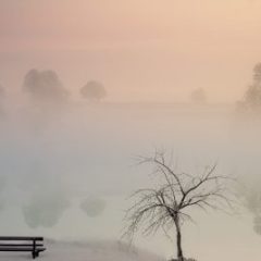 pinkish fog on a winter day over looking the water with a sparse tree beside a wooden bench
