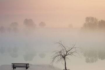pinkish fog on a winter day over looking the water with a sparse tree beside a wooden bench
