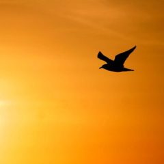 yellow sky with silhoutte of a bird in flight with wings outstretched