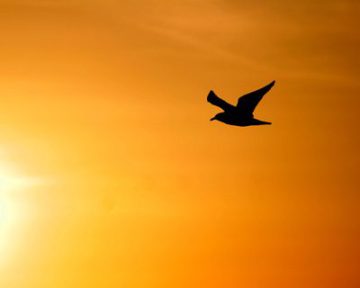 yellow sky with silhoutte of a bird in flight with wings outstretched
