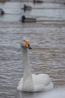 photo of a single swan floating on the water