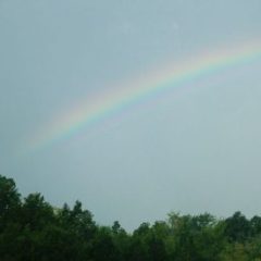 blue sky over gree tree tops with faint rainbow spanning across