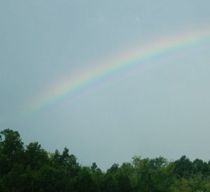 blue sky over gree tree tops with faint rainbow spanning across